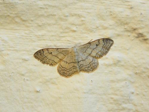 Réf. 234 079 : Idaea aversata